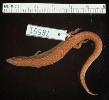 Media type: image;   Herpetology R-76551